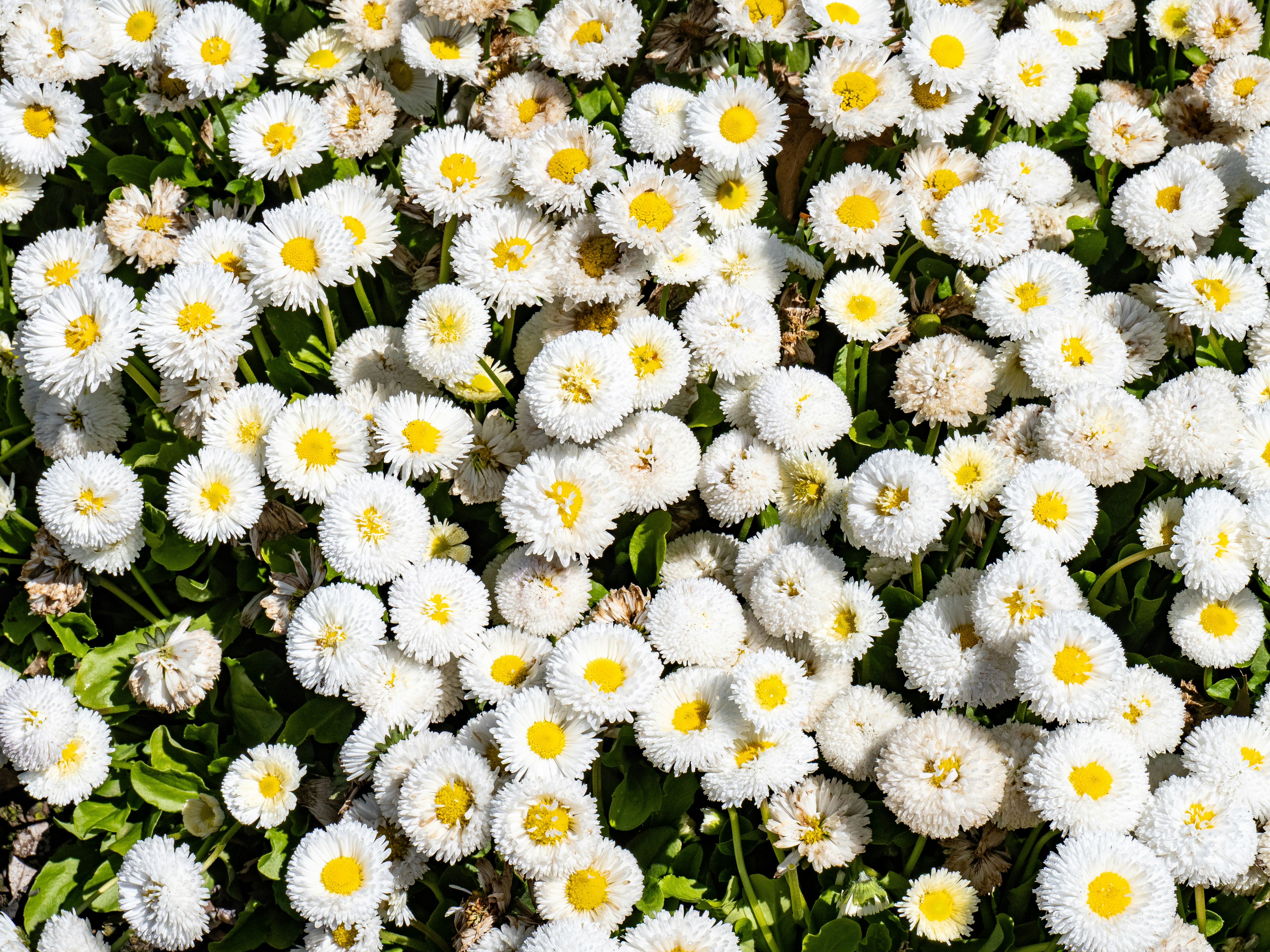 Photographie Steve Ledeme